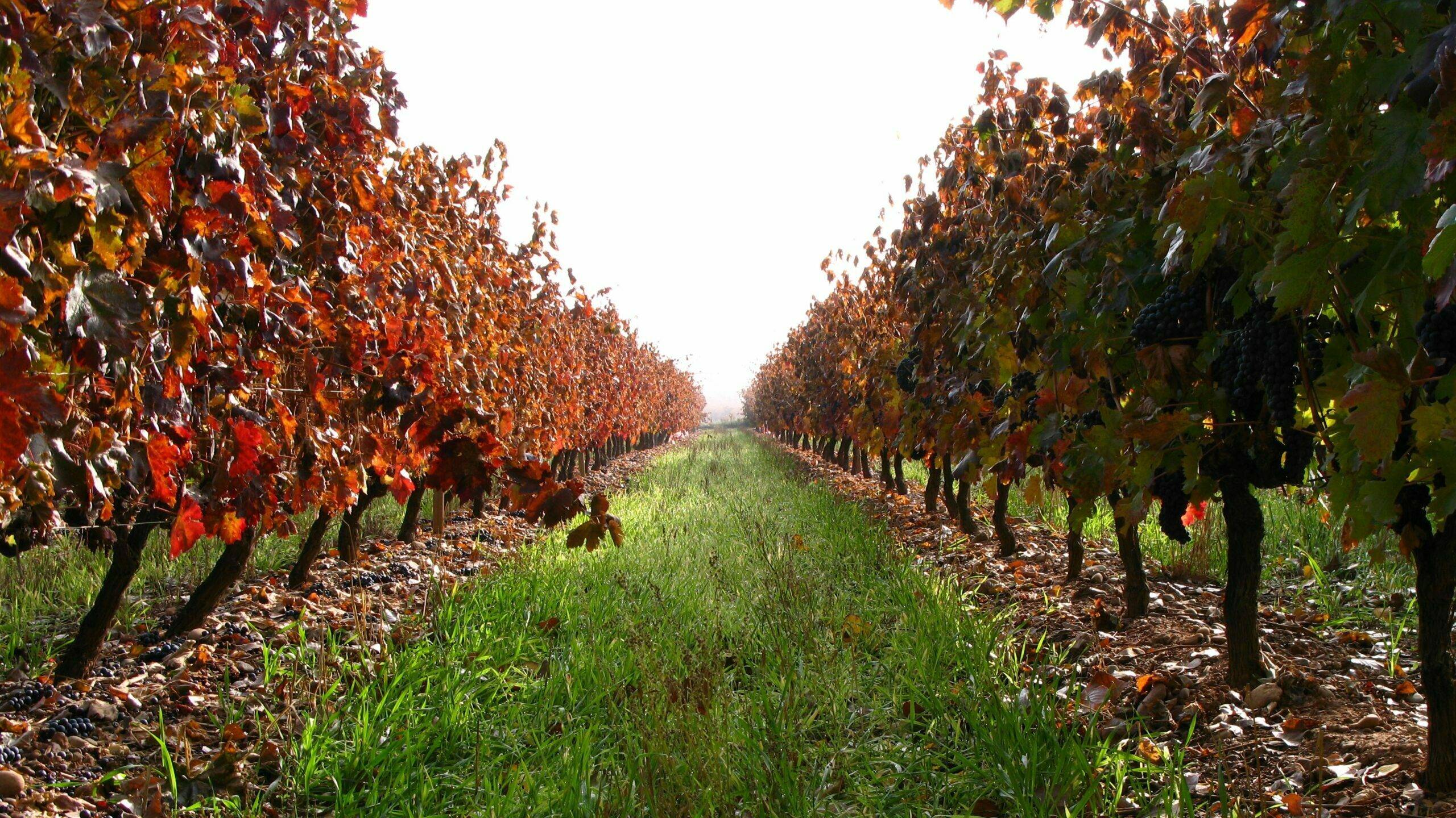 viticultura-cambios-variedades|viticultura-cambios-variedades